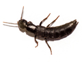 Tasgius ater
